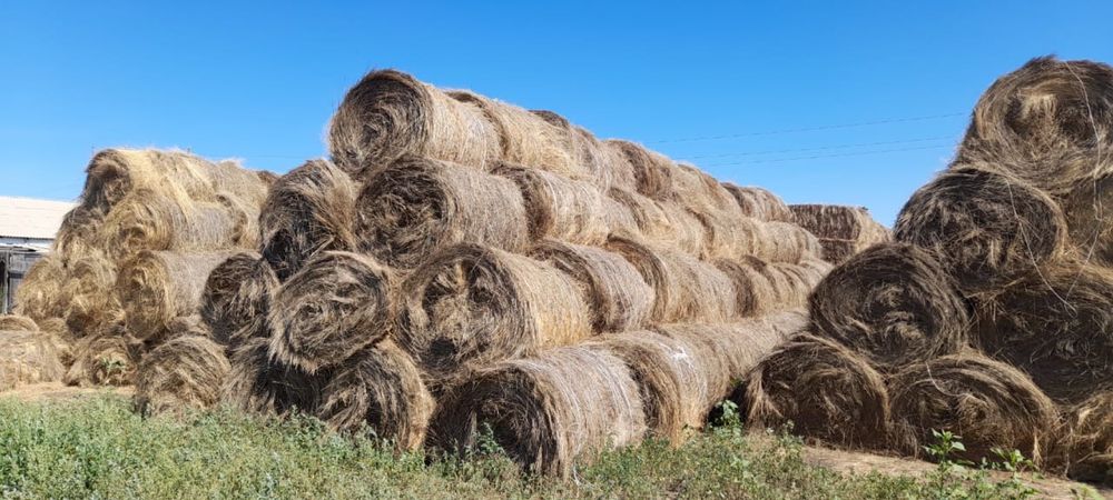 Продам сено в рулонах житняк