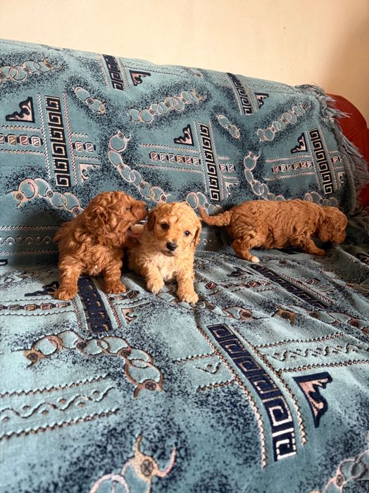 Той пудели момчета и момиче