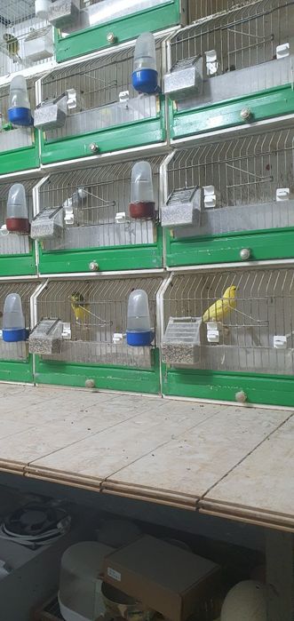 Canari slavujari de vânzare