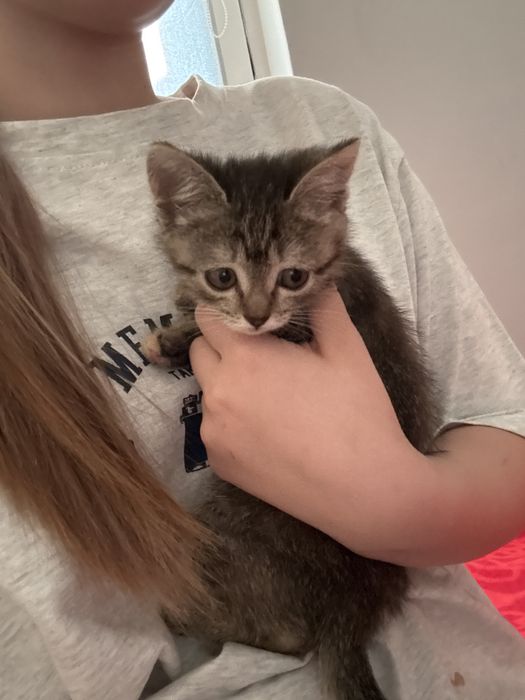Кошка ласковая умная