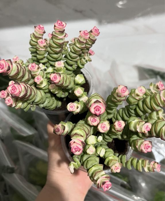 Комнатные растения