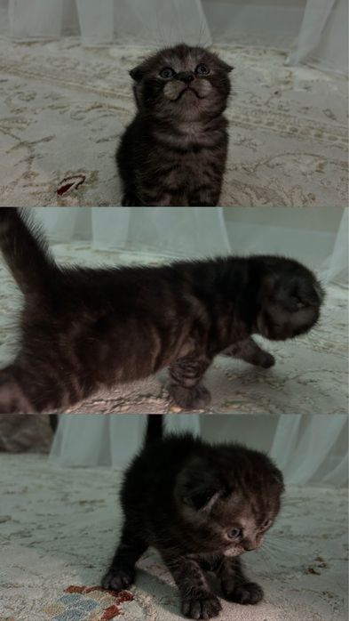 Продается котяты чистокровные