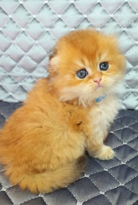 Zalatistiy shinshila heyland fold sotiladi