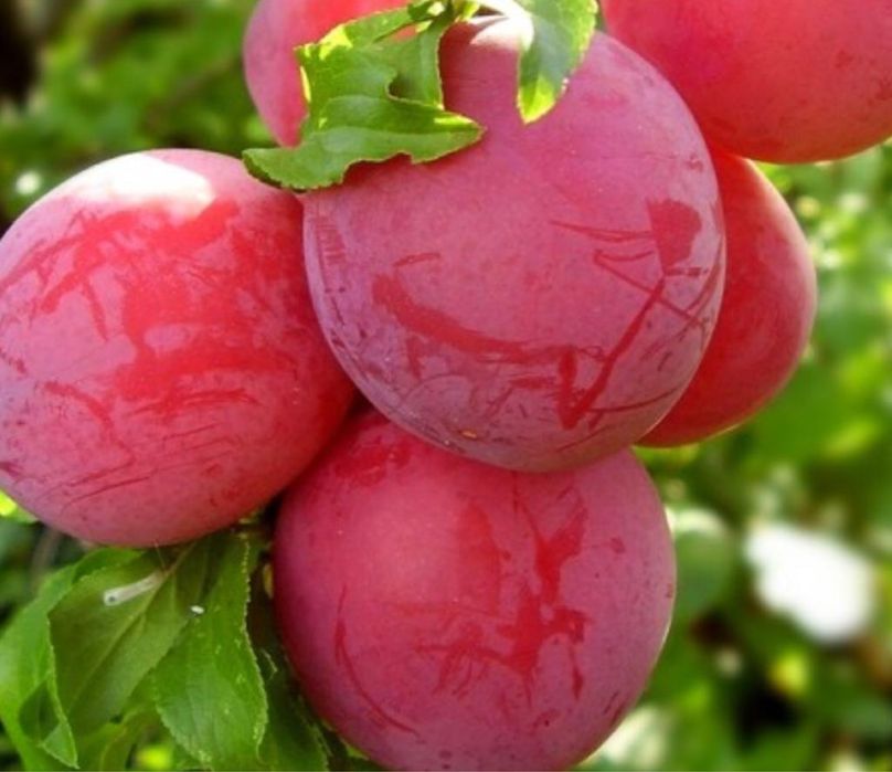 Pomi Fructiferi Altoiți anul 3 la Pepiniera Cătăplant