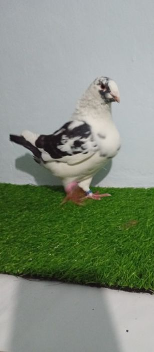Porumbei Americani AGH