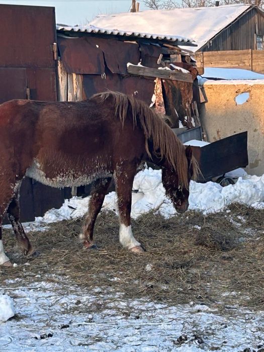 Продам лошадей 8 голов ( байтал)