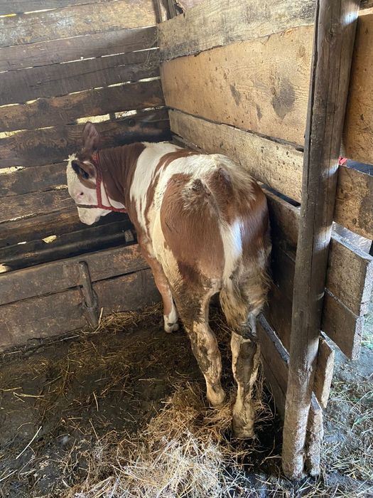 Vând vițel bălțat!