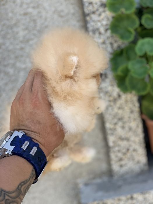 Померан Мини мини