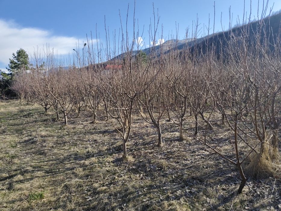 Продам саженцы яблонь