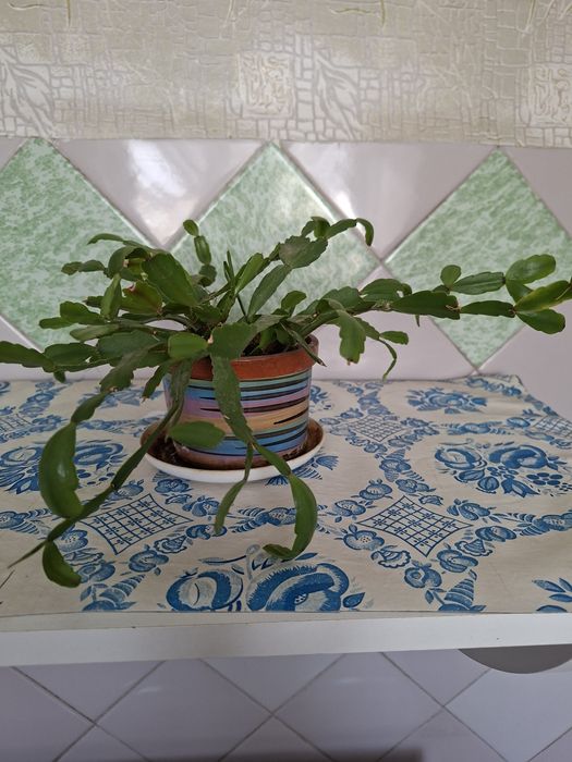 Декабрист цветок