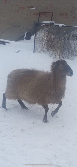 Продам барана Овцу Кой