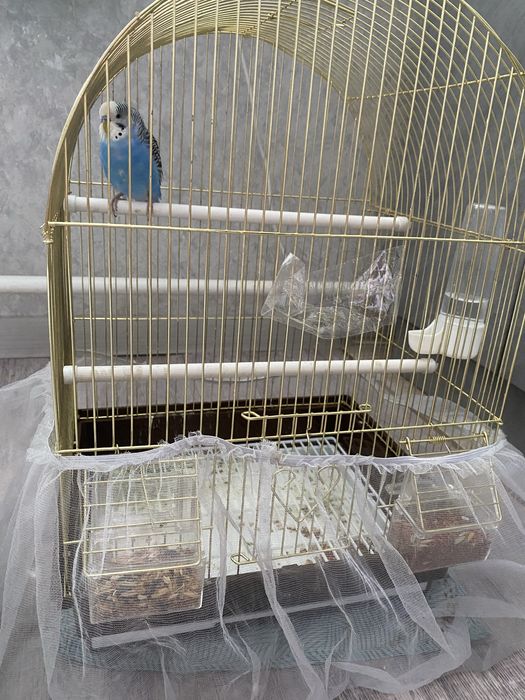 Продам волнистого попугая