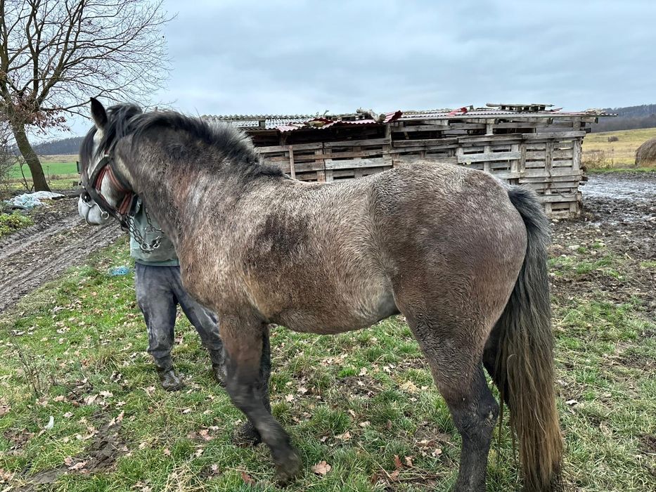 Manz de vânzare !!!