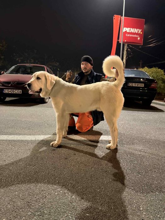 Ciobanesc de Asia Centrala