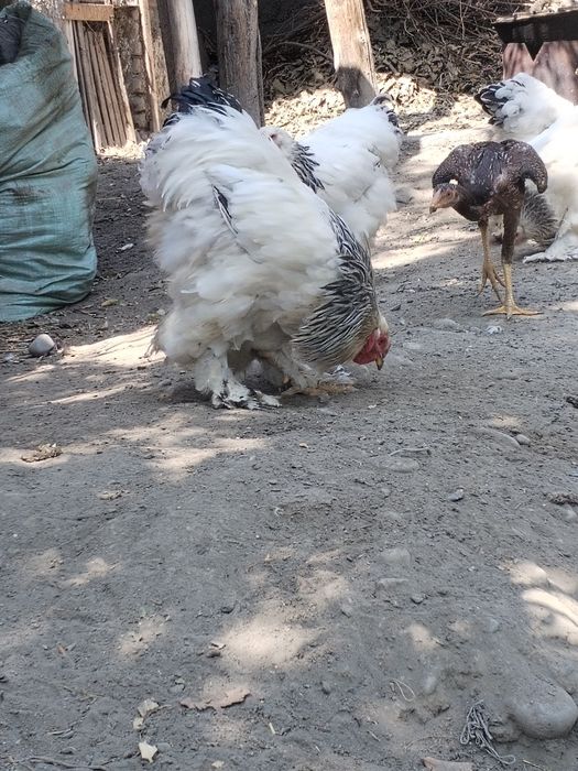 Garantiyasi bor kasaligi yo'q