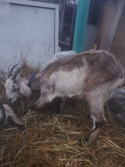 Англо нубийская коза с козленком.