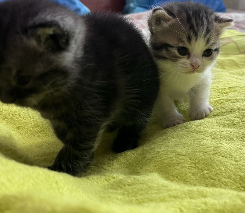 продаем шотландских котят