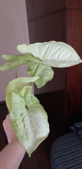 Сингониум Лайм грин срезы