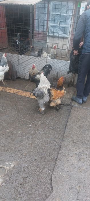 Vand perechi bratham