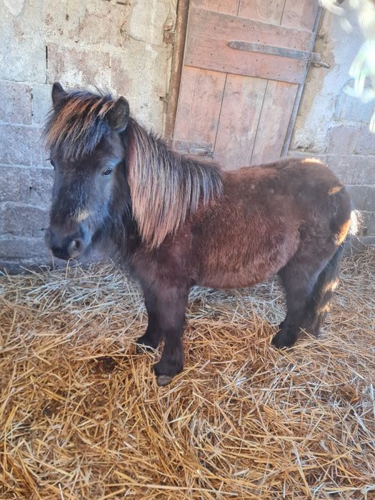 Vând/ schimb mânz ponei