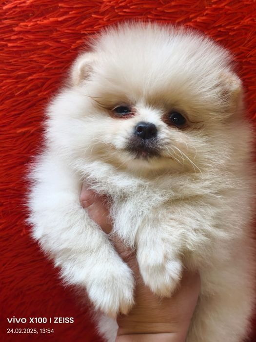 Очаровательные щенки шпица.