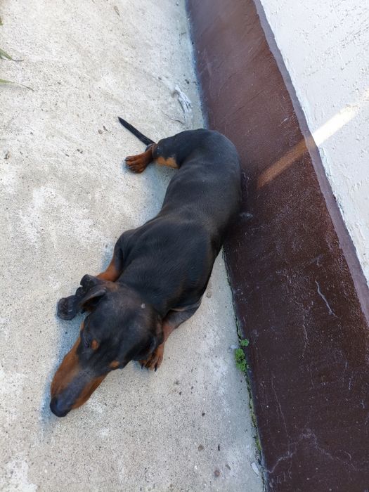 Собака от породы Такса