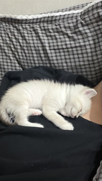 Котенок