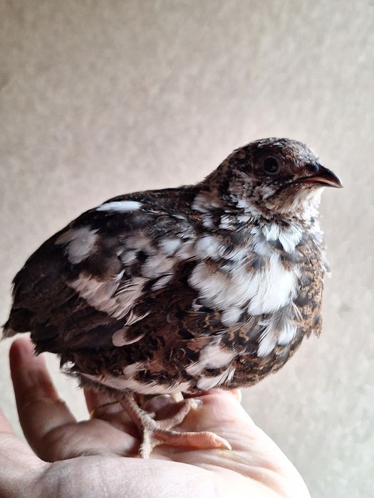 Pui de prepeliță la 2 săptămâni giganta polara ,japoneza mare,jumb