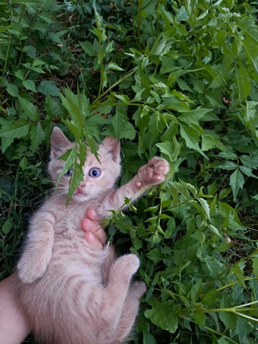 Puiuți de pisică spre adopție
