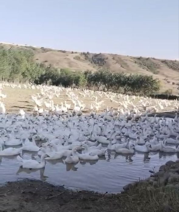 Қаздар Гуси семіз