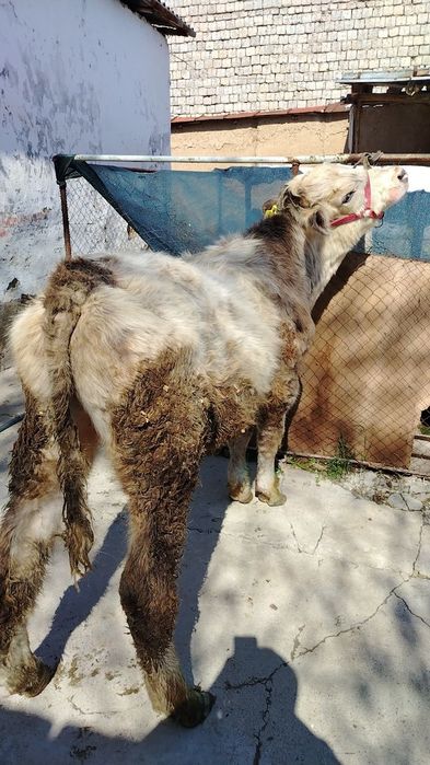 Abliko buqa sotiladi