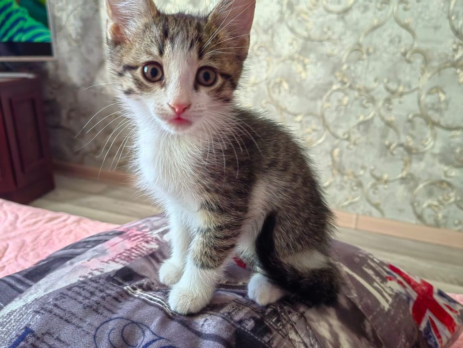Котята,в добрые руки