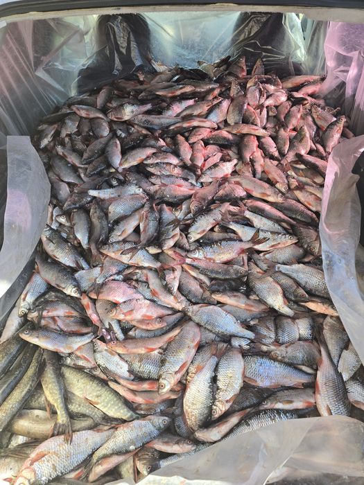 Чебак, плотва, сарога, ОПТОМ !!!