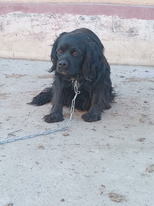 ит охотничьи собака