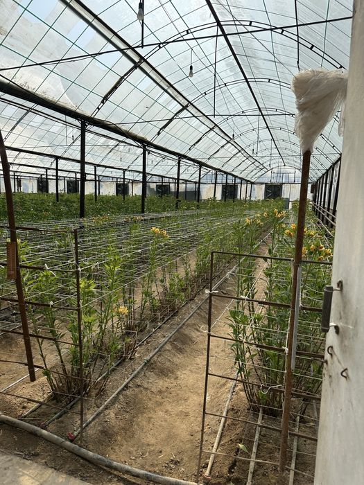 Xasanboy kensoyda yer soʻtigi 6000 dan