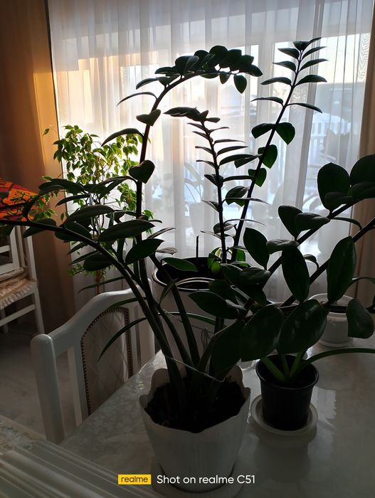 Цветы комн
атные