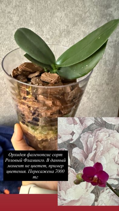 Орхидея фаленопсис сортовые
