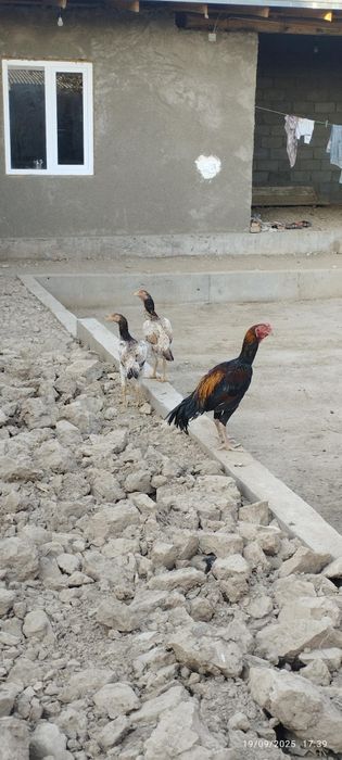 Zotli xo'rozlar sotiladi