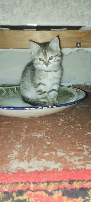 Отдам даром в хорошие руки катёнка Нюша приучина к лотку кушает всё