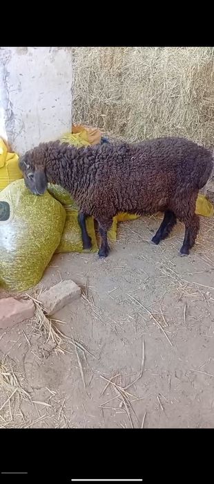 Qochqor barrala sotiladi