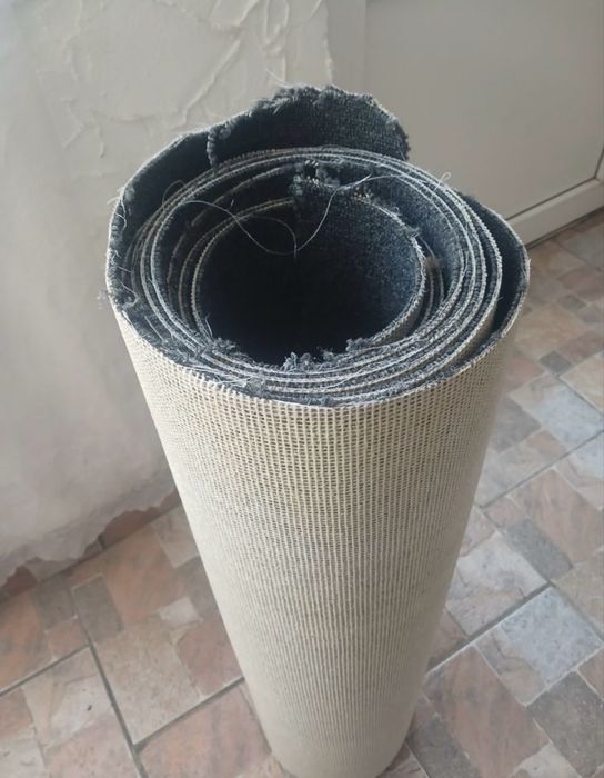 Mocheta gri imensa