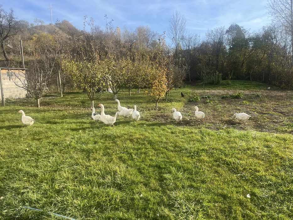 Oua de gasca romaneasca