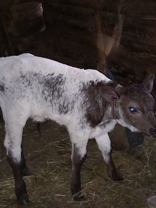 De vânzare  vaca  cu vitea