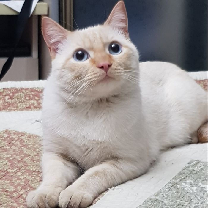 Потерялся кот на КШТ