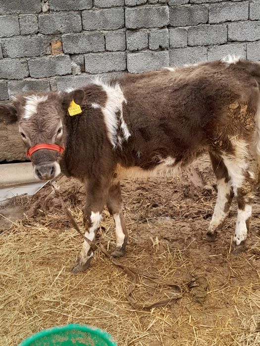 1 жасар тана сатылады