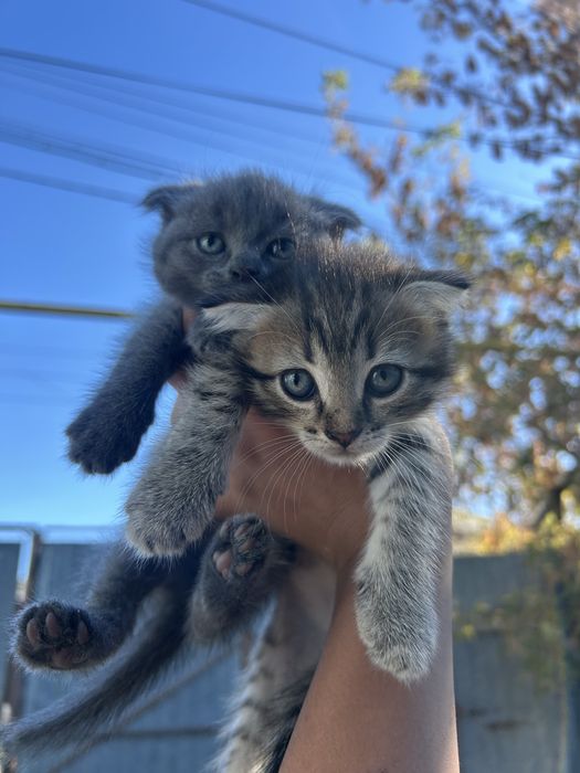 Отдам котят даром