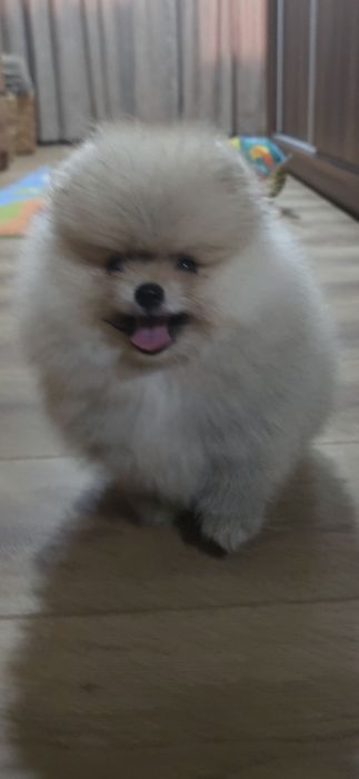 Померанче,мини момиченце с родословие!