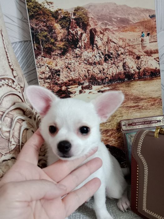 В продаже Чихуашки.