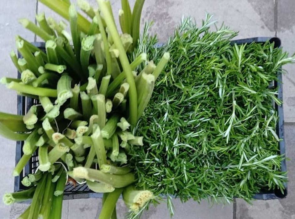 Răsaduri mentaolandeza cimbrisor salvie busuioc