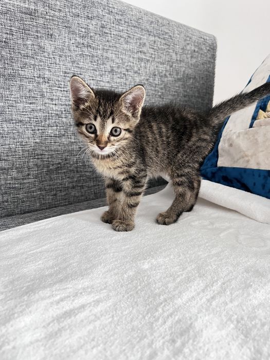 Отдам в добрые руки.